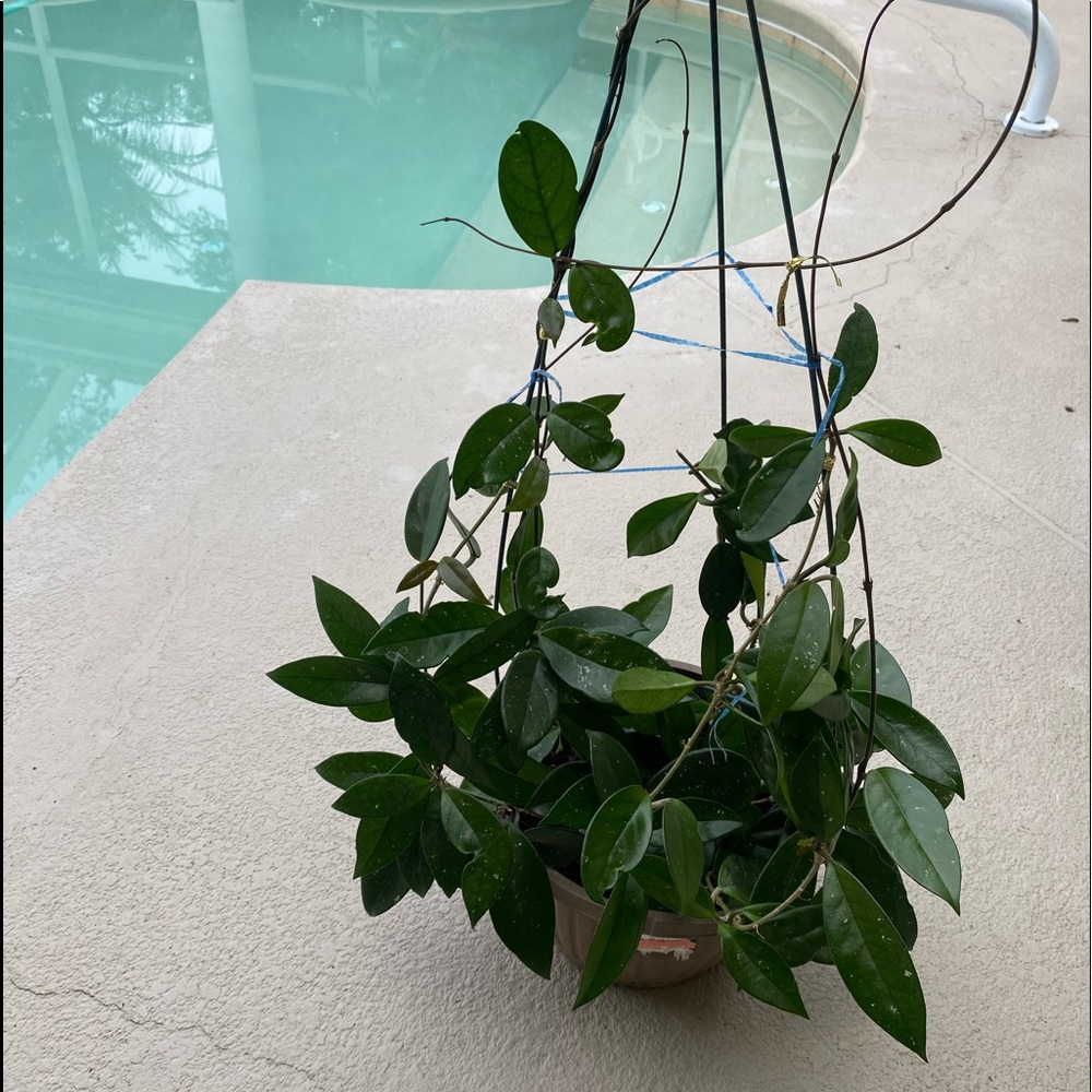 Hoya carnosa plant